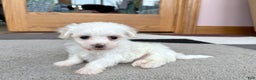 Coton De Tulear dogs for sale: Tj - Ad 5