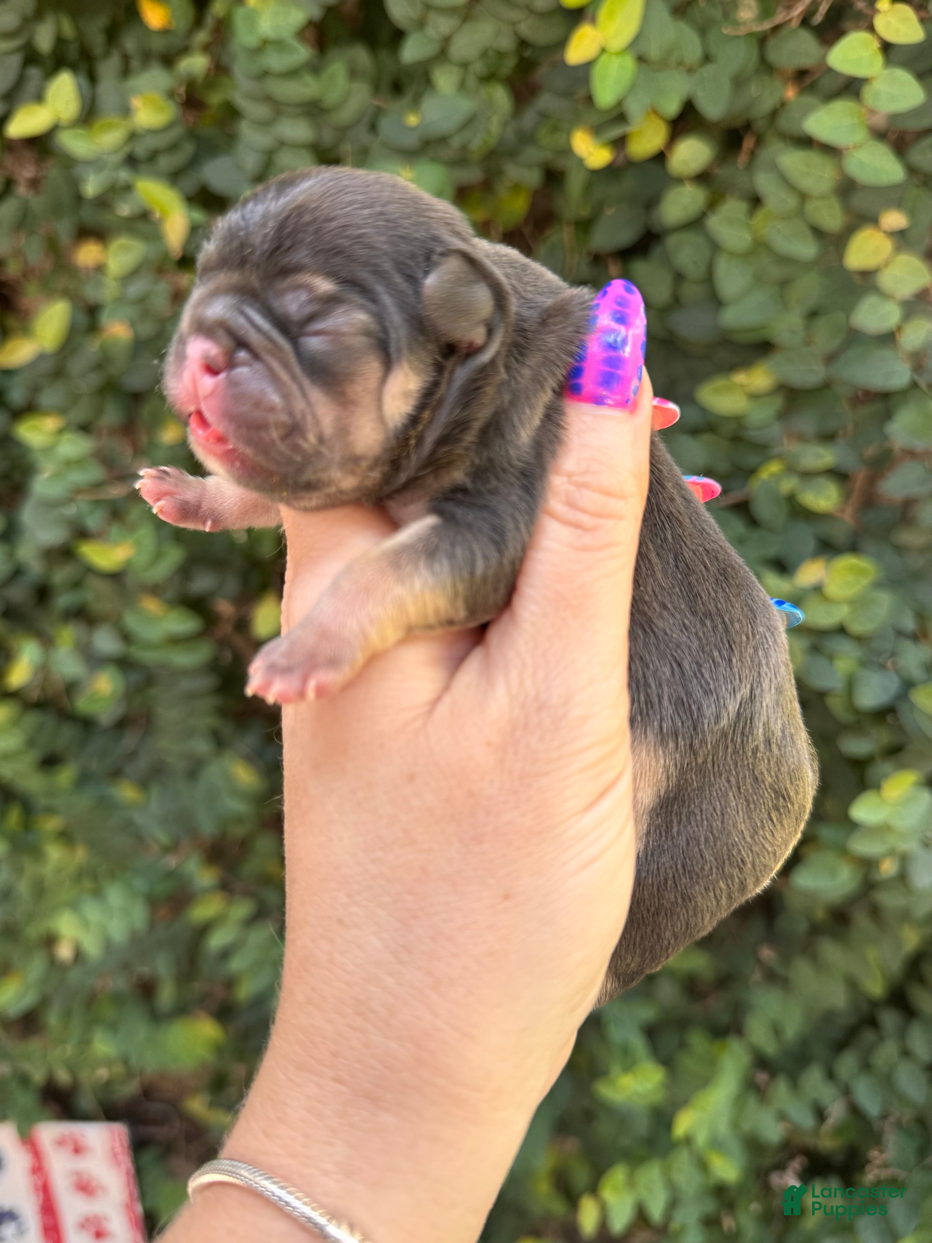 French Bulldog dogs Magnolia - Ad 12
