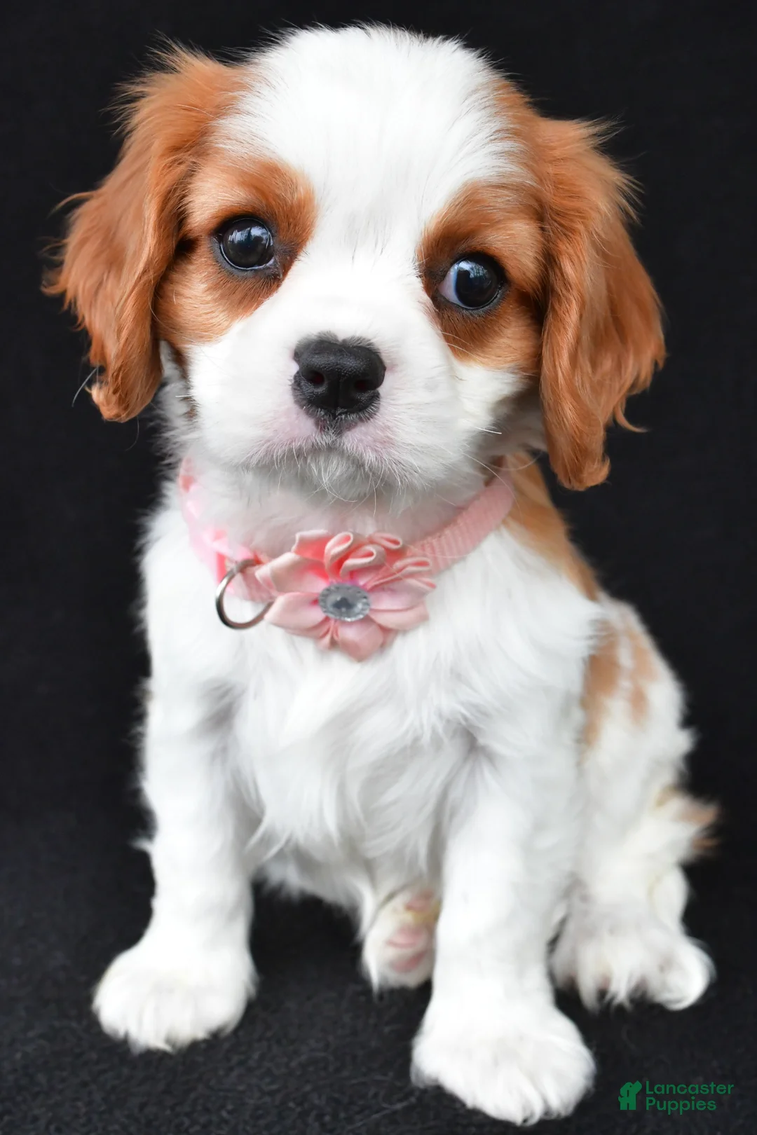Cavalier King Charles Spaniel dogs for sale: Abigail - Ad 1