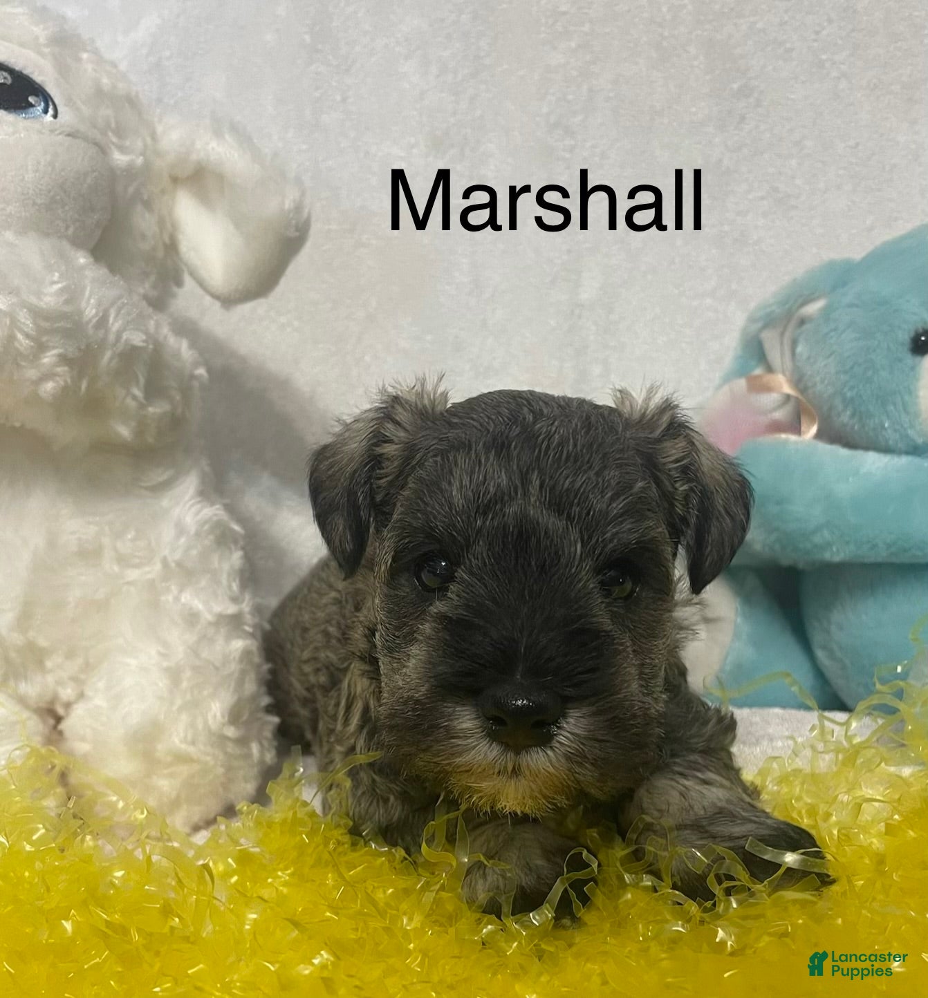 Miniature Schnauzer dogs Miniature Schnauzer Puppy 4 Marshall - Ad 1