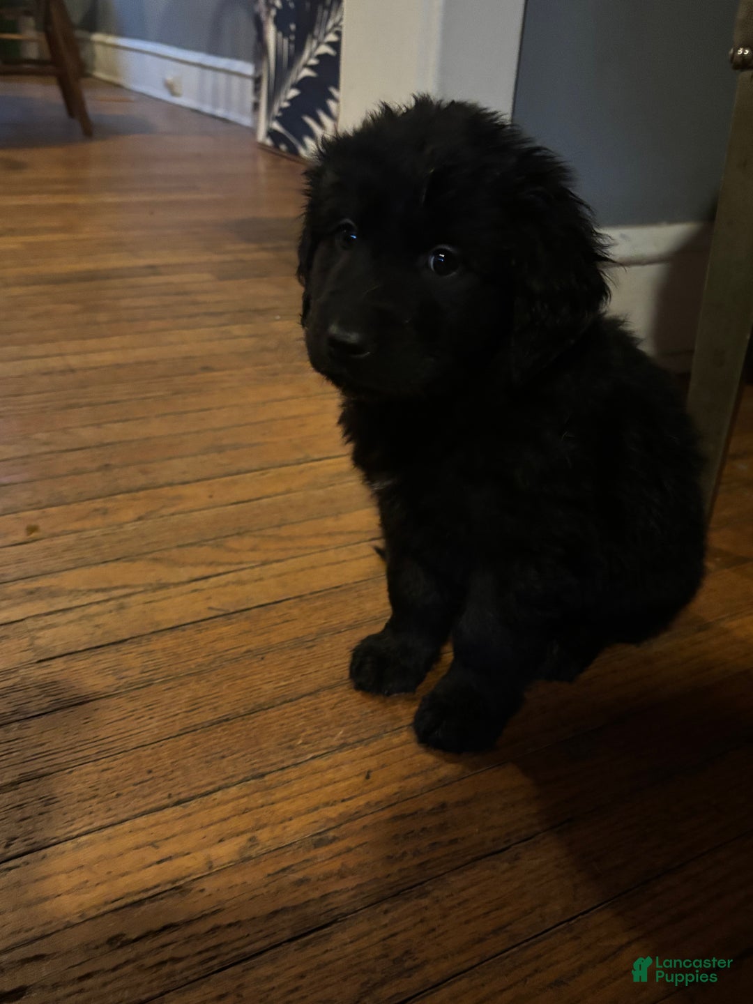 Mixed Breed dogs for sale: Mixed Breed Puppy 1 - Ad 1