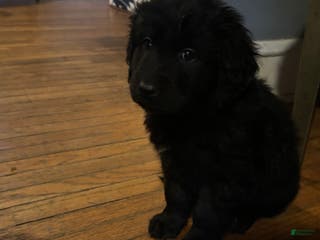 Mixed Breed dogs Mixed Breed Puppy 1 - Ad 28