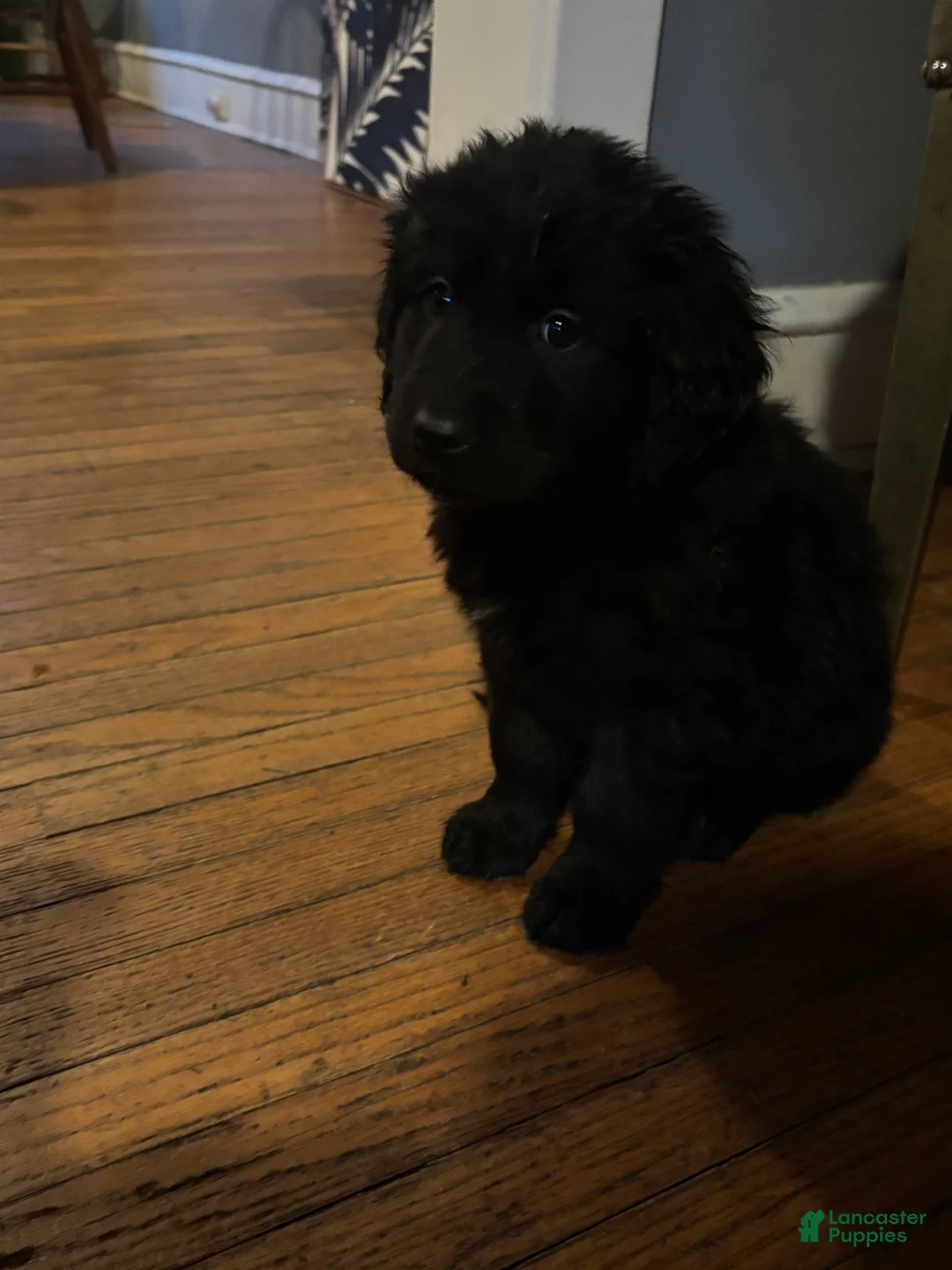 Mixed Breed dogs for sale: Mixed Breed Puppy 1 - Ad 1