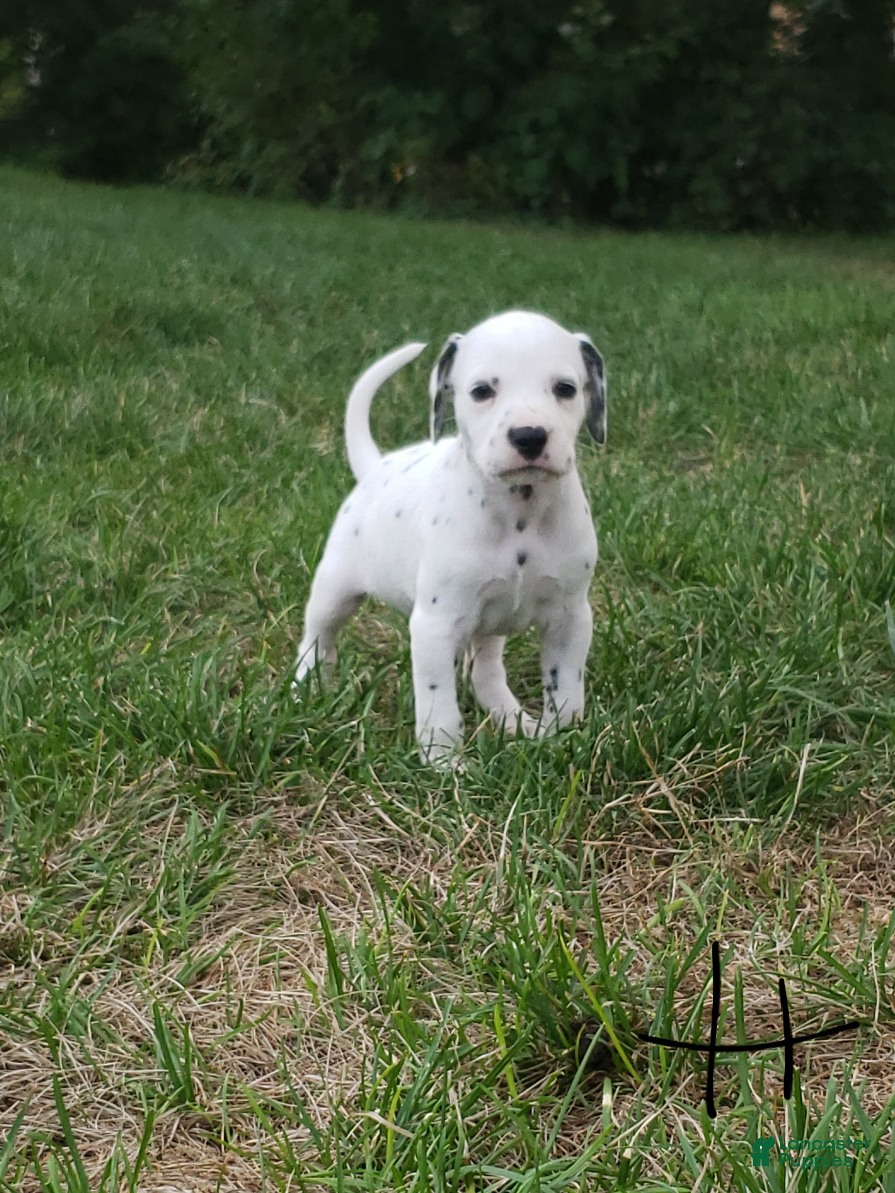 Dalmatian dogs Hope - Ad 25