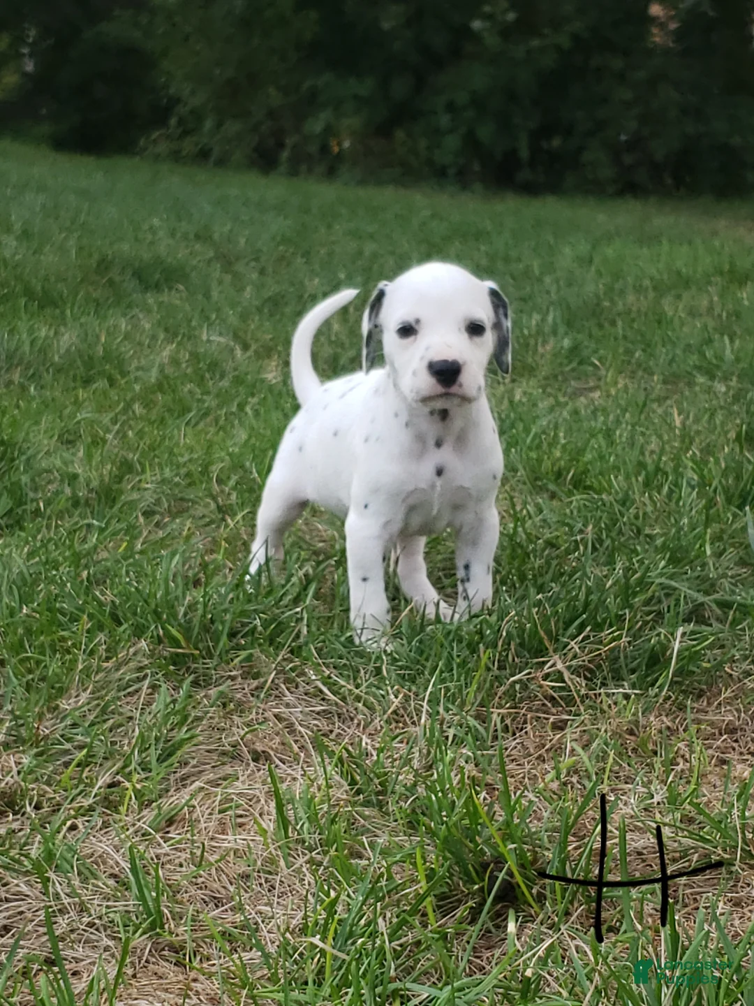 Dalmatian dogs for sale: Hope - Ad 1