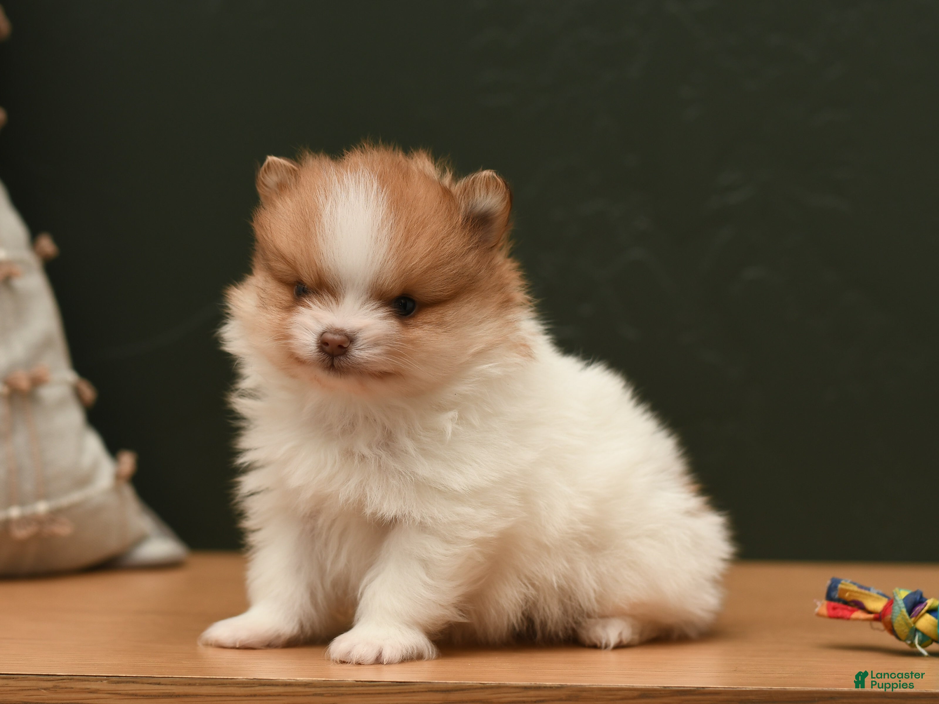 Pomeranian dogs Tiny Teddy - Ad 2