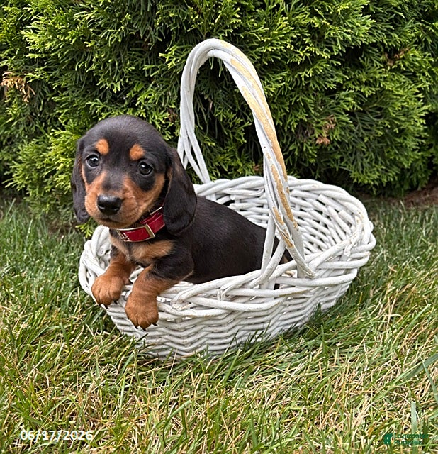Dachshund dogs Stella - Ad 1