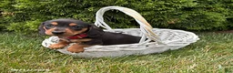Dachshund dogs for sale: Stella - Ad 1