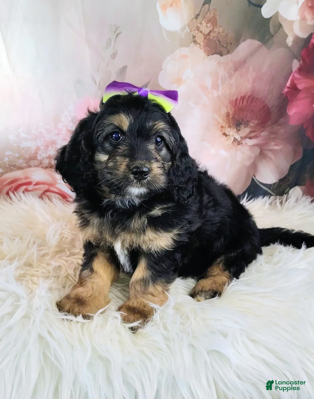 Saint Berdoodles dogs for sale: Loreth F1b Mini Saint Berdoodle - Ad 1