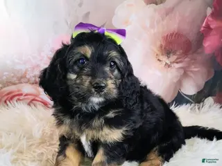 Saint Berdoodles dogs for sale: Loreth F1b Mini Saint Berdoodle - Ad 4