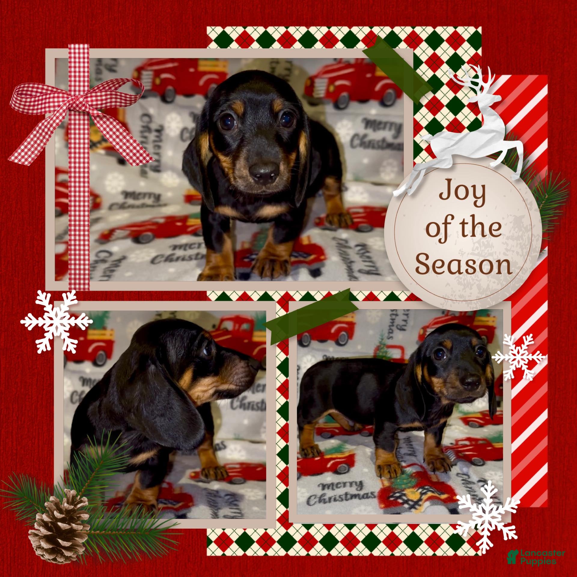 Miniature Dachshund dogs Red Collar Boy - Ad 33