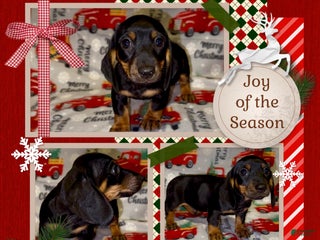 Miniature Dachshund dogs Red Collar Boy - Ad 34