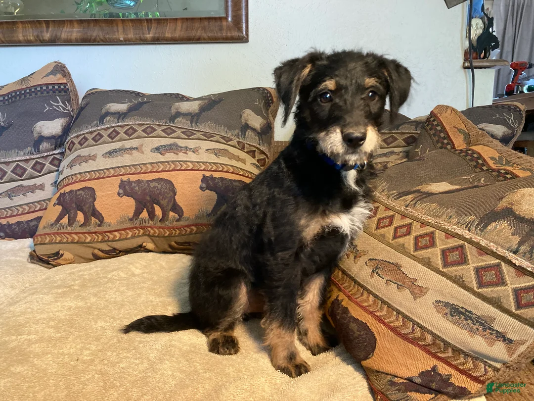 Bordoodle dogs for sale: Bordoodle Puppy Big Bear - Ad 2