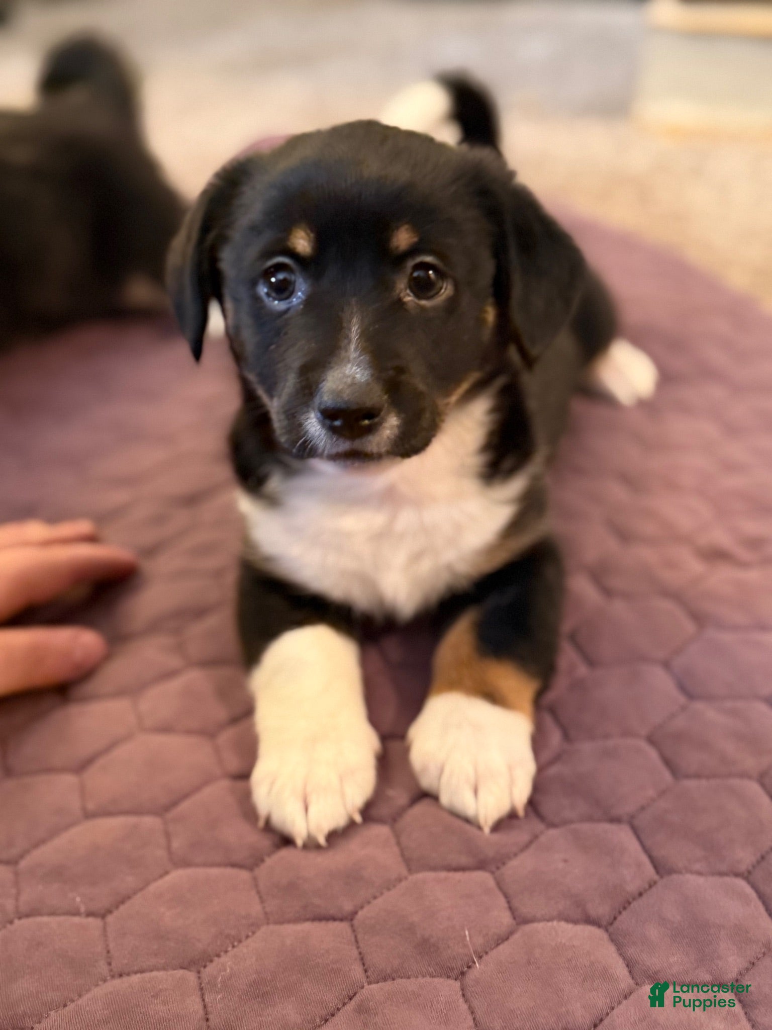 Mixed Breed dogs Mixed Breed 2 - Ad 9