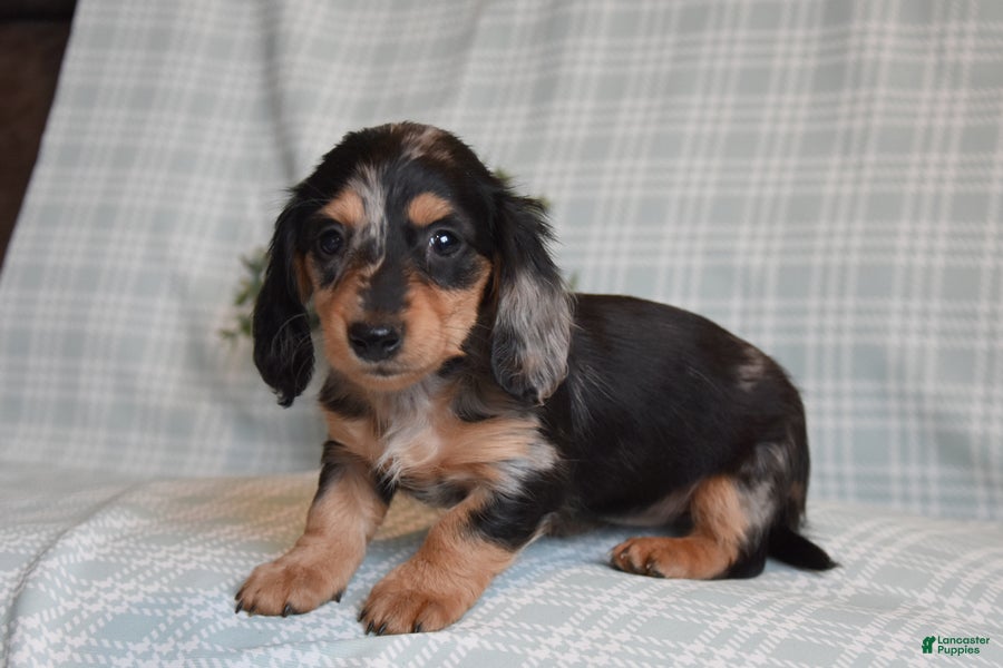 Miniature Dachshund dogs Beauty - Ad 2