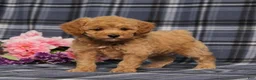 Miniature Poodle dogs for sale: AKC Quack - Ad 2