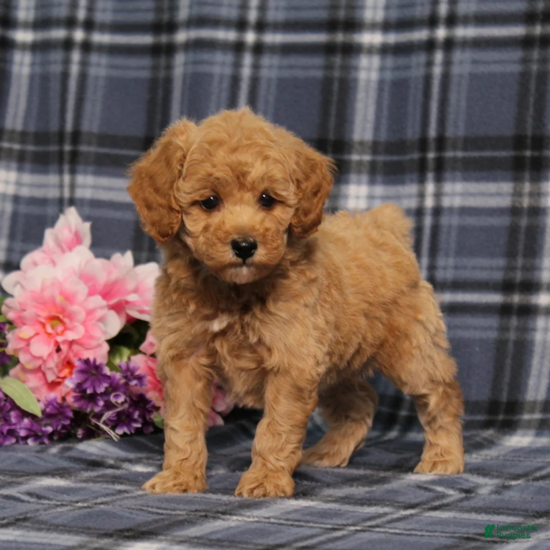 Miniature Poodle dogs for sale: AKC Quack - Ad 2