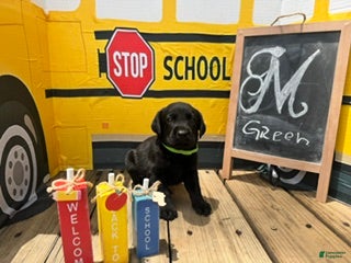 Labrador Retriever dogs for sale: Green Collar - Ad 2