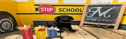 Labrador Retriever dogs for sale: Green Collar - Ad 1