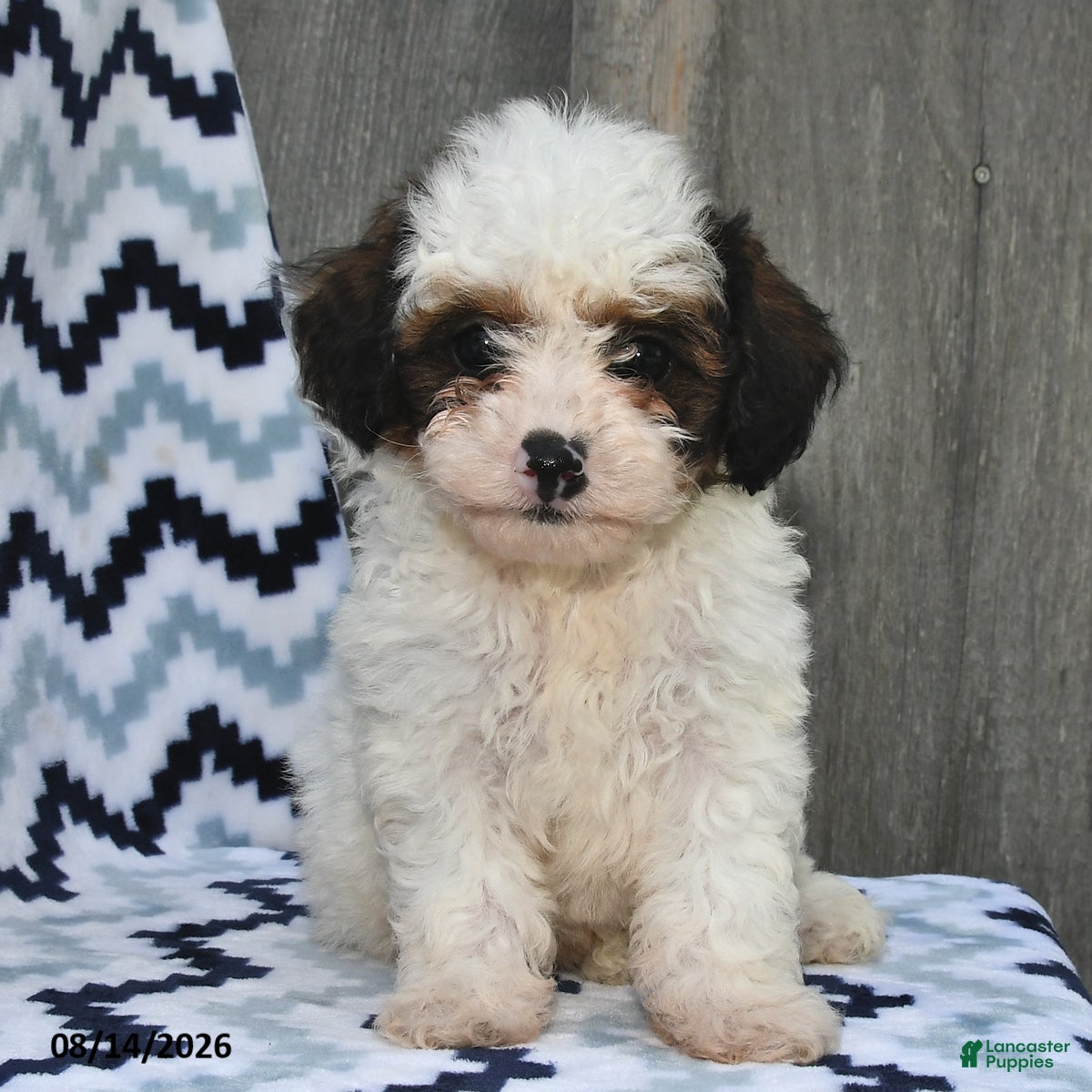 Shihpoo dogs Buster - Ad 2