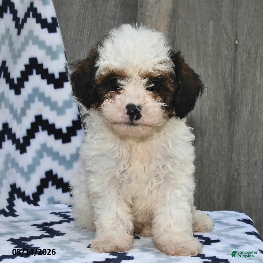 Shihpoo dogs for sale: Buster - Ad 2