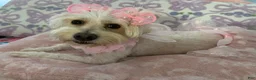 Maltipoo dogs for sale: Maltipoo Puppy 3 - Ad 8