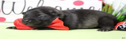 Keeshond dogs for sale: Costello  - Ad 5