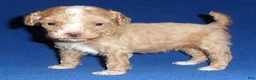 Miniature Poodle dogs for sale: Peanut - Ad 3