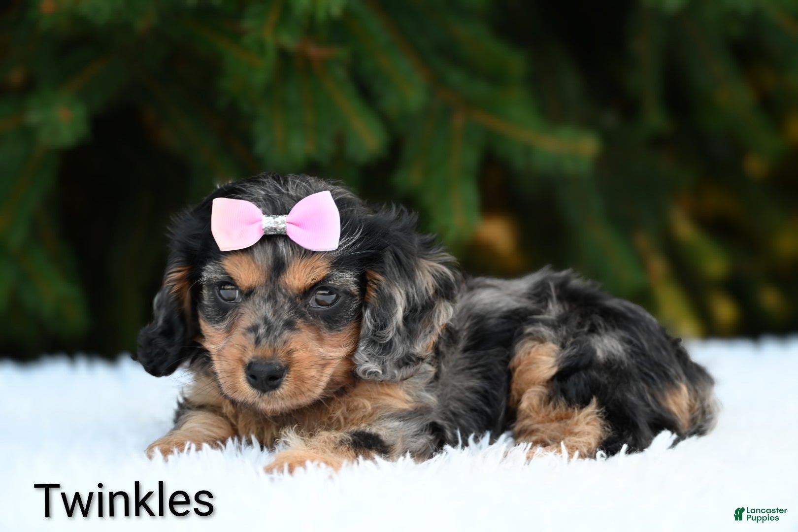 Cavapoo dogs Twinkles - Ad 2