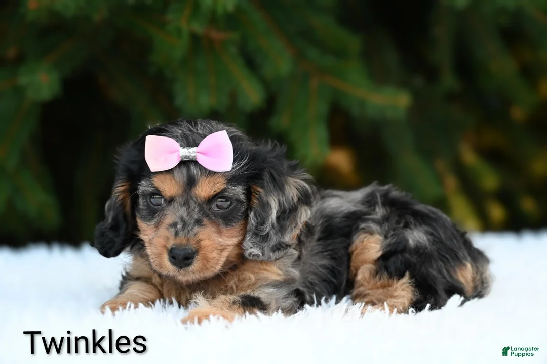 Cavapoo dogs for sale: Twinkles - Ad 2
