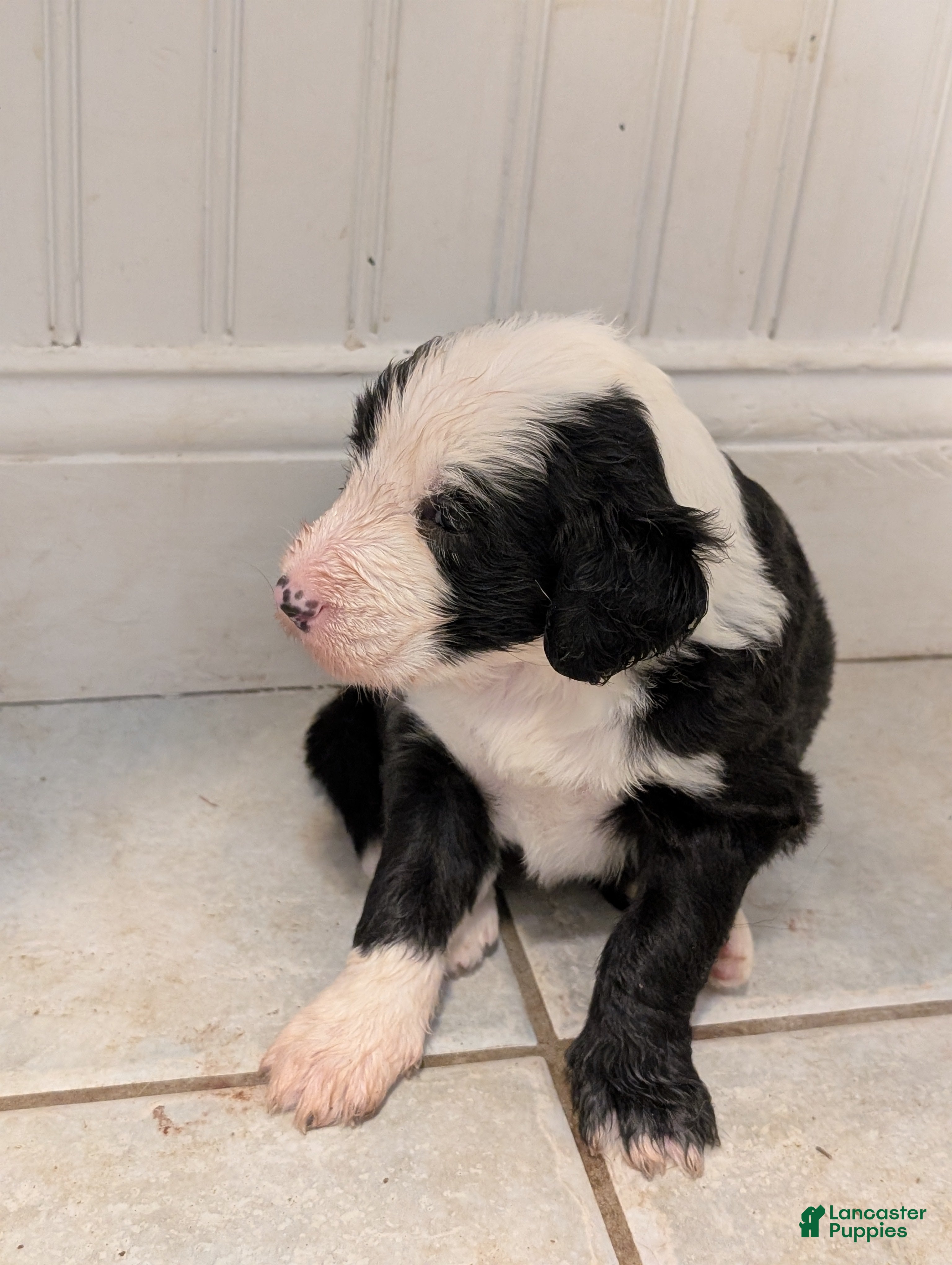 Sheepadoodle dogs Sheepadoodle Puppy 3 - Ad 7