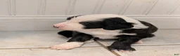 Sheepadoodle dogs for sale: Sheepadoodle Puppy 3 - Ad 2