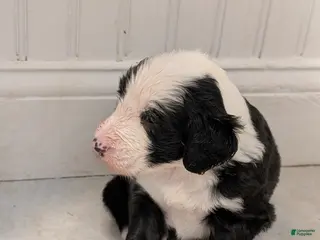 Sheepadoodle dogs Sheepadoodle Puppy 3 - Ad 2