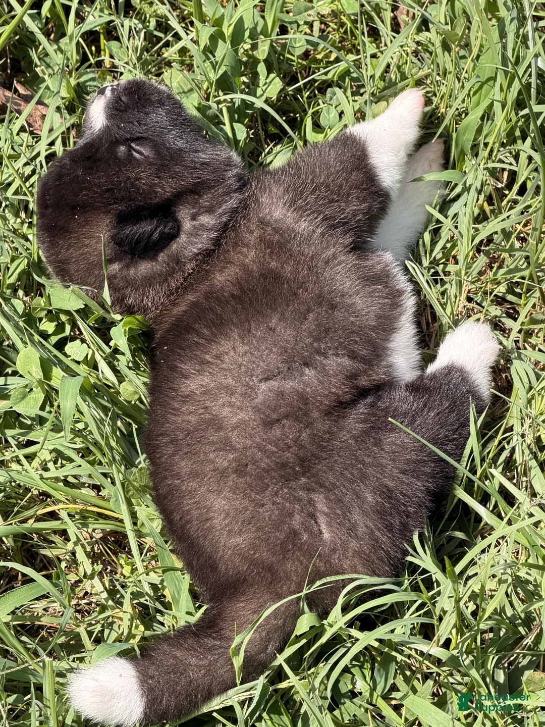 Akita dogs for sale: Akita 1 - Ad 2