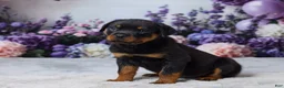 Rottweiler dogs for sale: Raven - Ad 2