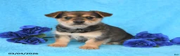 Mixed Breed dogs for sale: Alex - Ad 2