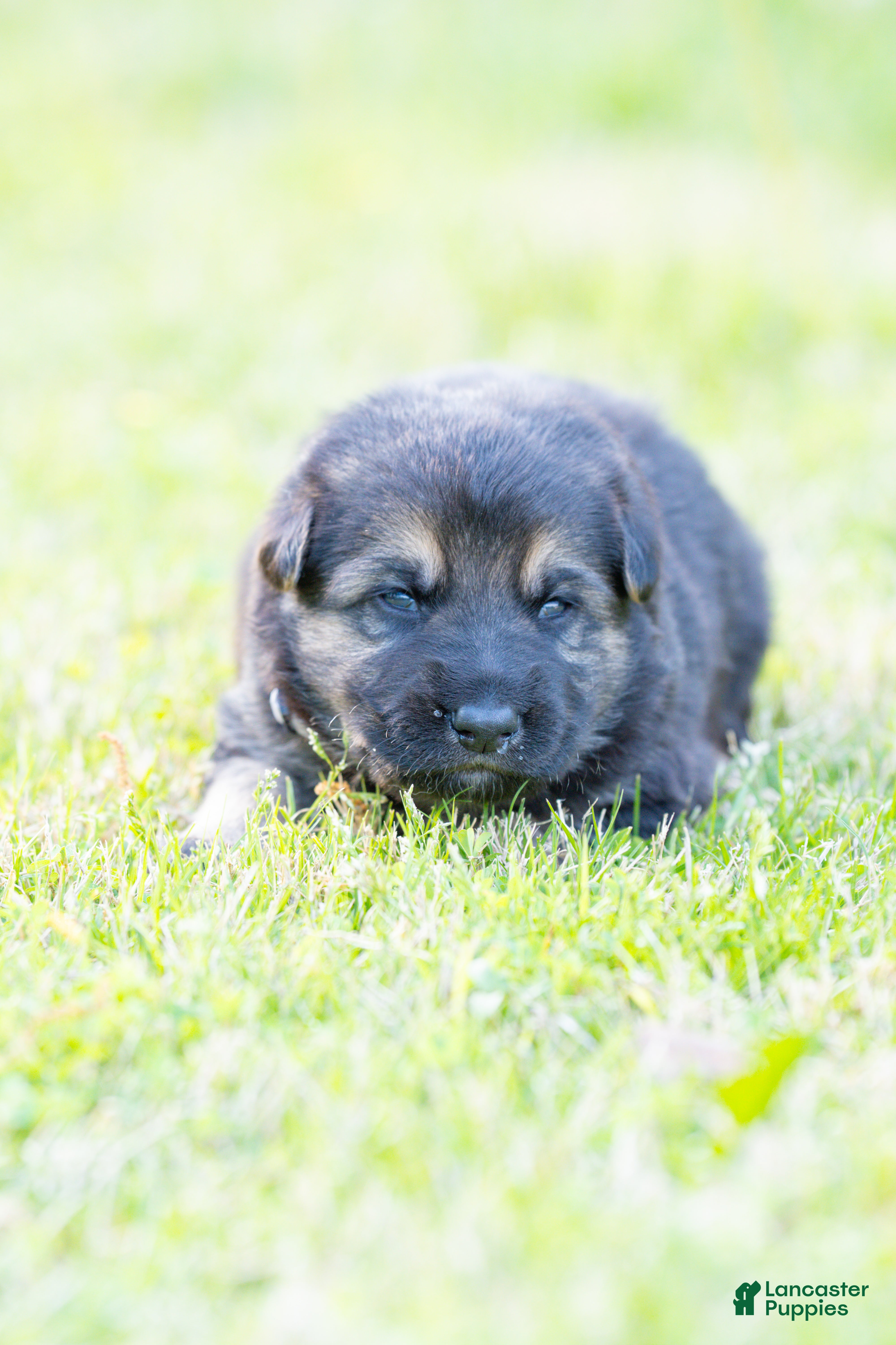 German Shepherd dogs German Shepherd Puppy 3 - Ad 22