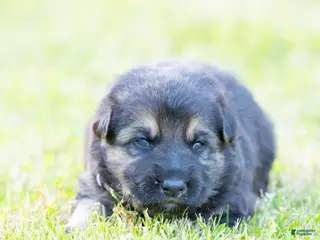 German Shepherd dogs German Shepherd Puppy 3 - Ad 22