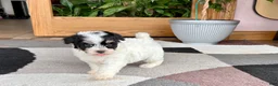 Havapoo dogs for sale: Havapoo girl 1 - Ad 5