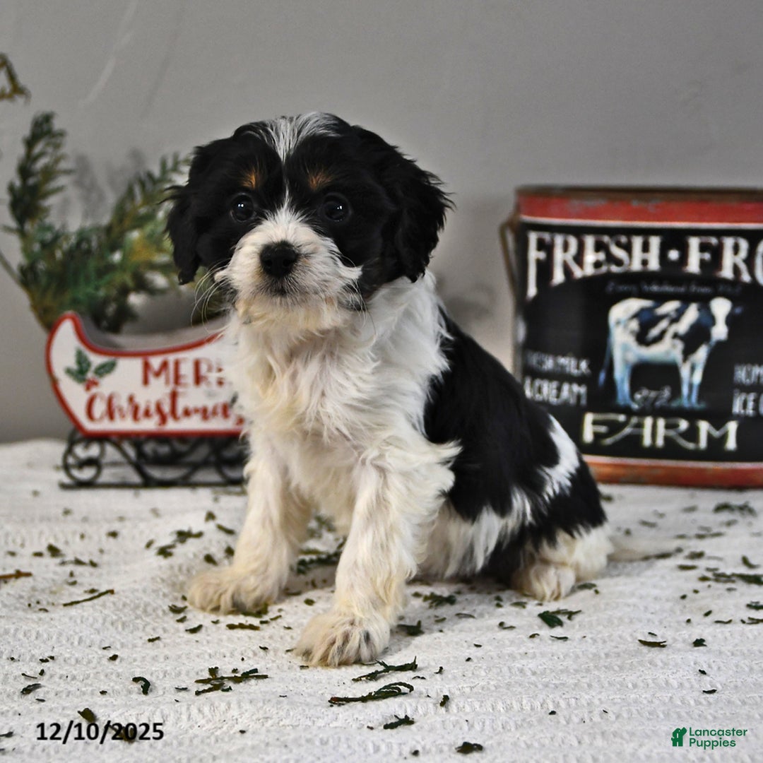 Cavapoo dogs for sale: Breanna - Ad 1