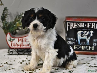 Cavapoo dogs Breanna - Ad 17