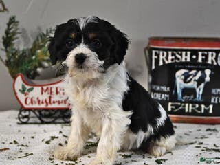 Cavapoo dogs Breanna - Ad 32