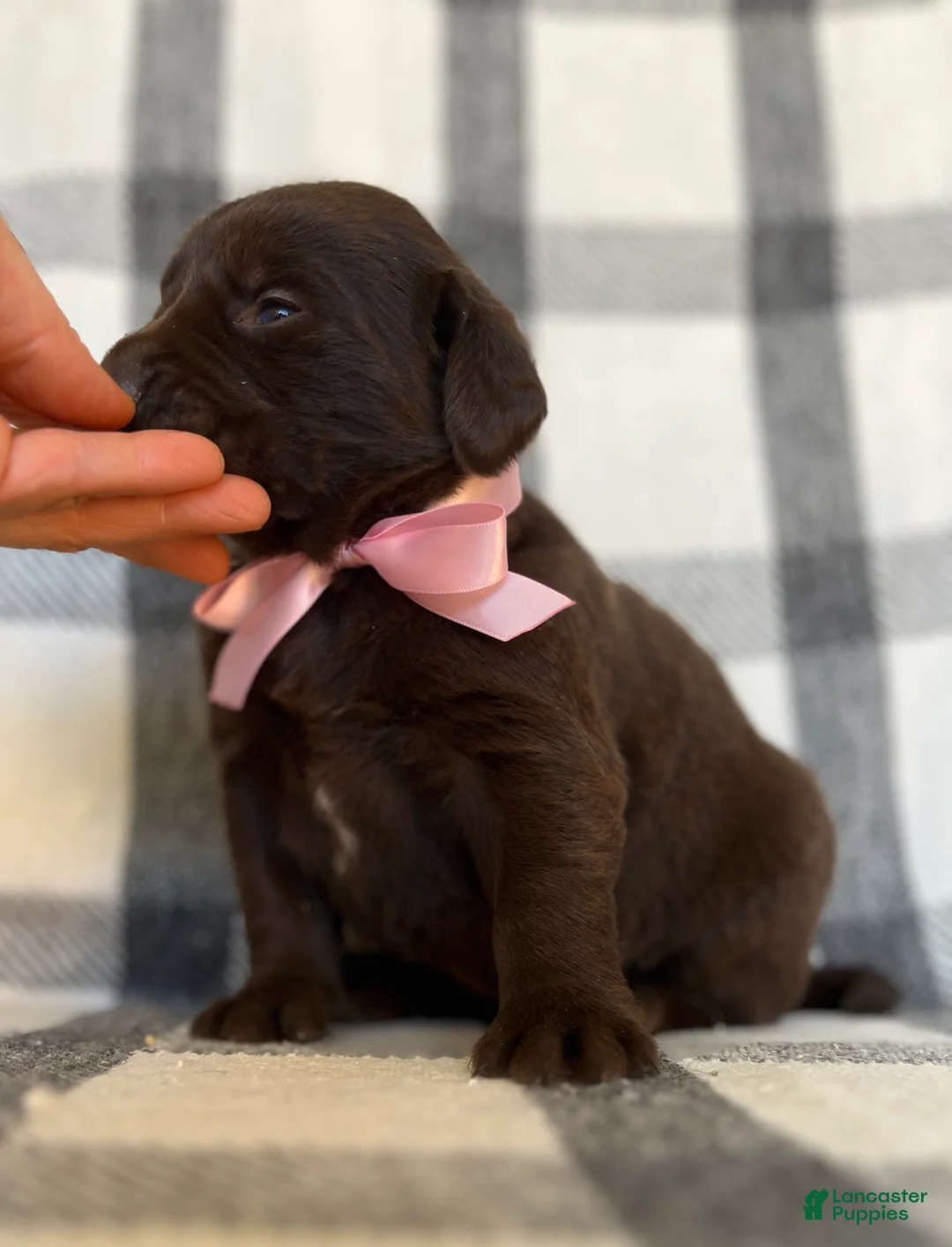 Labrador Retriever dogs for sale: Zara - Ad 1