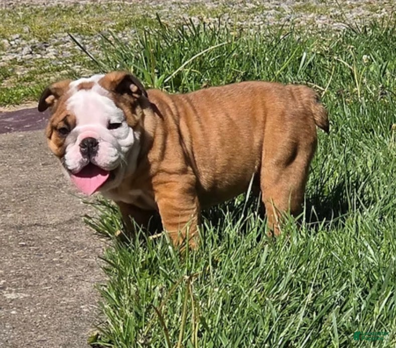 English Bulldog dogs PRINCE - Ad 6