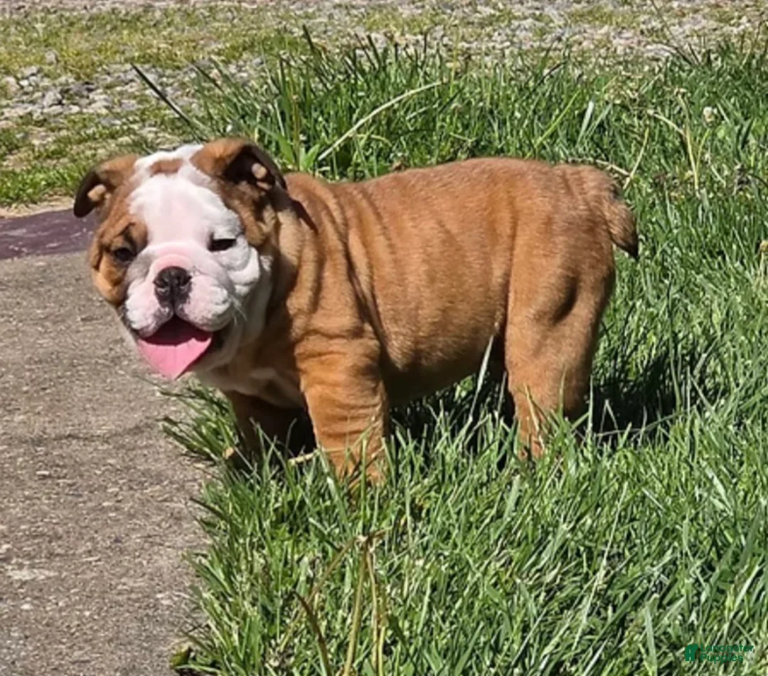 English Bulldog dogs for sale: PRINCE - Ad 1