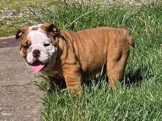 English Bulldog dogs PRINCE - Ad 6