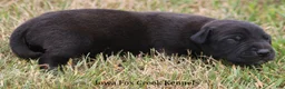 Great Dane dogs for sale: Shadow - Ad 7