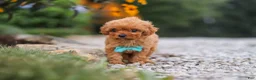 Cavapoo dogs for sale: Luca - Ad 7