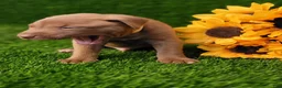 Mixed Breed dogs for sale: Simba (yellow collar) - Ad 6