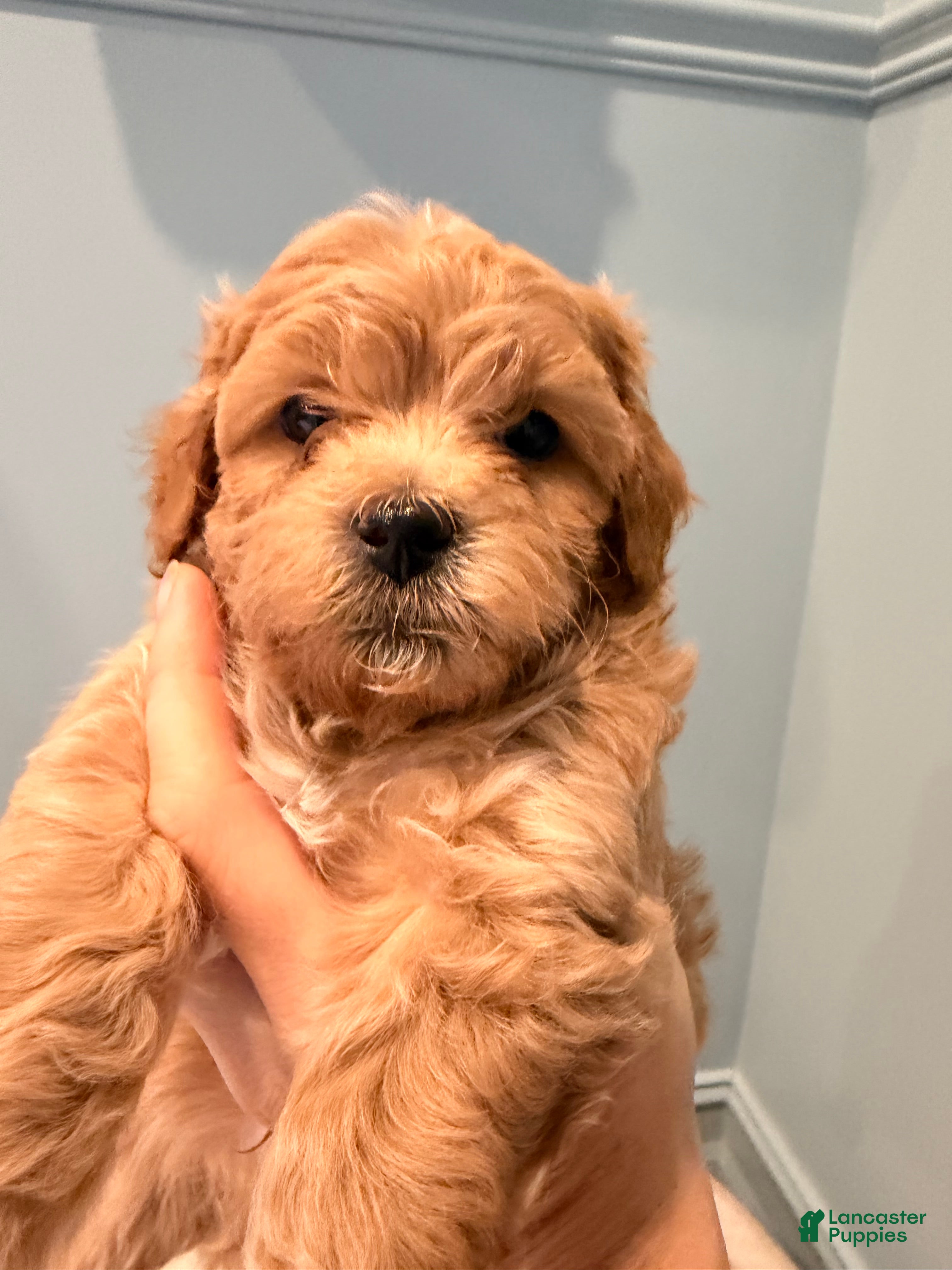 Maltipoo dogs Maltipoo 2 - Ad 1